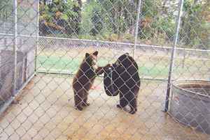 Baby Bears Play Area