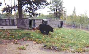 Black Bear Hibernation