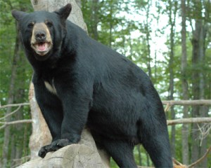 Black Bear Ranch