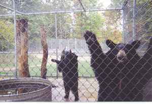 Bear Waiting for Snack