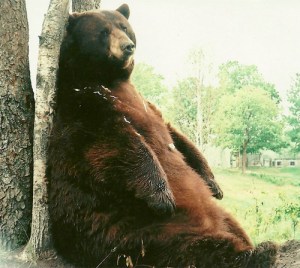 Tyson Bear