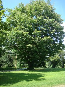Favorite Recess Tree