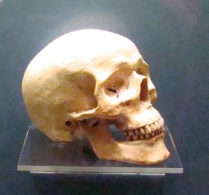 Replica of Pre-Indian skull found in 1838 excavation