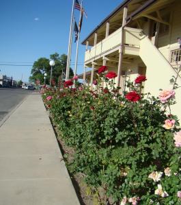 Roses line City Hall on Railroad Street