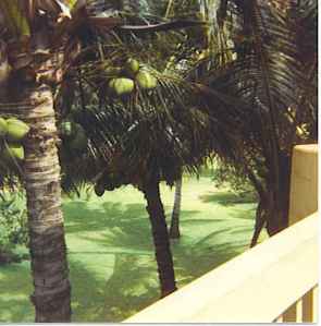 Coconut Trees close by