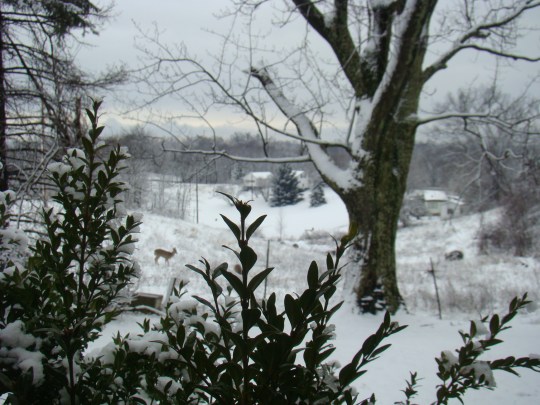 Deer wander over the Ohio hills.