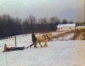 Pepper, the Pony, pulls a sleigh through the snow.