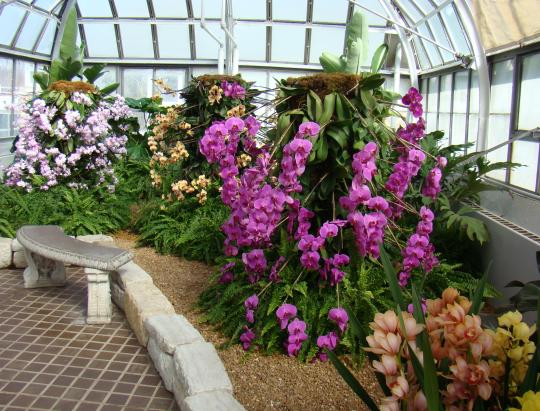 Beautiful orchids in various hues and scents