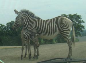 Grevy Zebra and pony