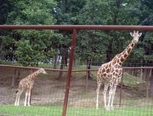 Luke and mother, Libery in the Giraffe Pen.