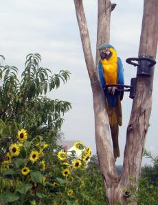Colorful Macaw watches over activities.
