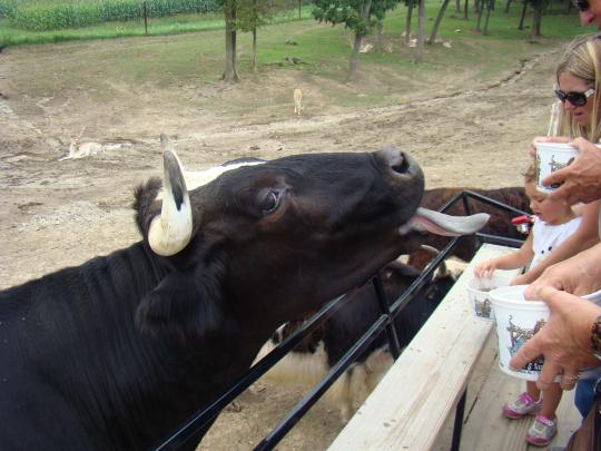 Big Bad John is always hungry.