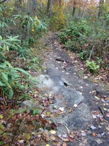 Rough path to Lindy Point