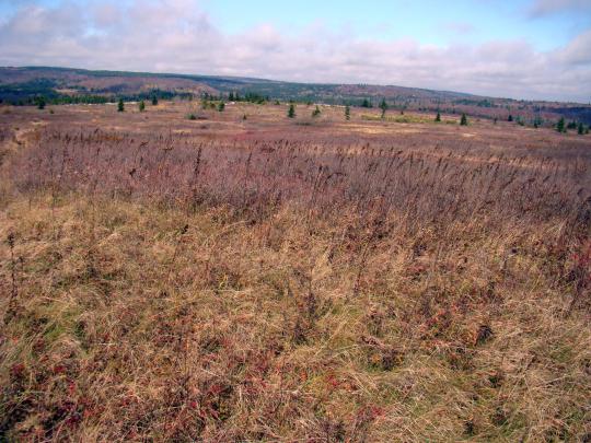 Desolate Dolly Sods - a perfect escape from civilization!