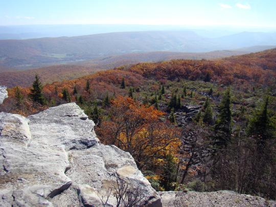 View from Dolly Sods Plateau