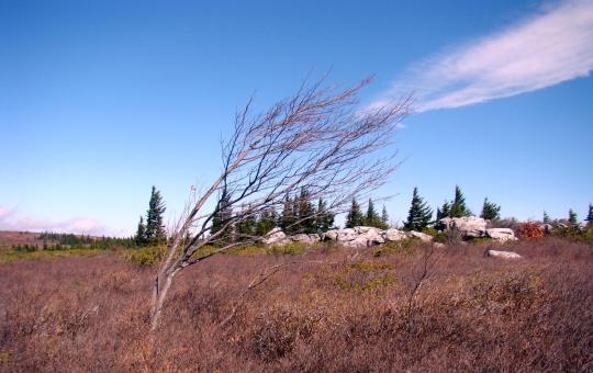 Windy Dolly Sods