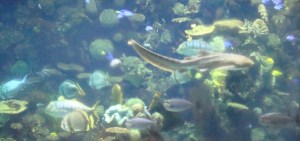 Discovery Reef's Aquarium provides a break in the day.