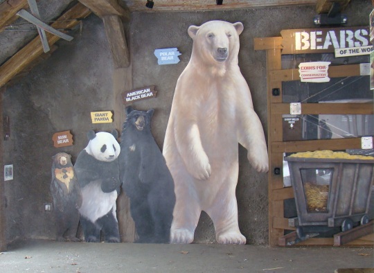 Compare the size of various bears.