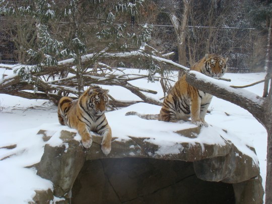 Two Siberian Tigers lounge on top of their cave.