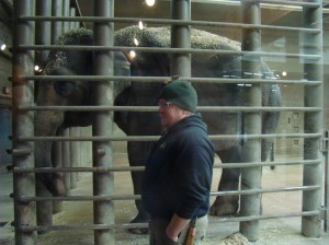 This young elephant was inside bars during petting and feeding.
