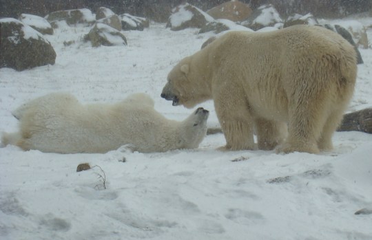 Two polar bears roll in the snow.