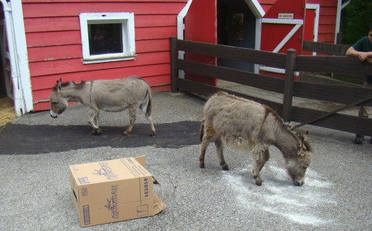 Donkeys play with powder and box at the Red Barn.