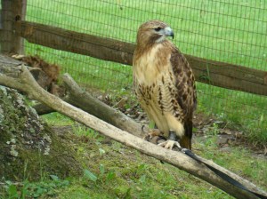 This red-railed hawk travels as a Good Zoo representative from Raptor Protection.