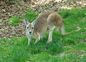 Walk with the kangaroos.