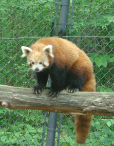 The Red Panda is a zoo favorite.