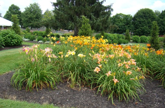 Day Lilies greet visitors to the Zoar Gardens.