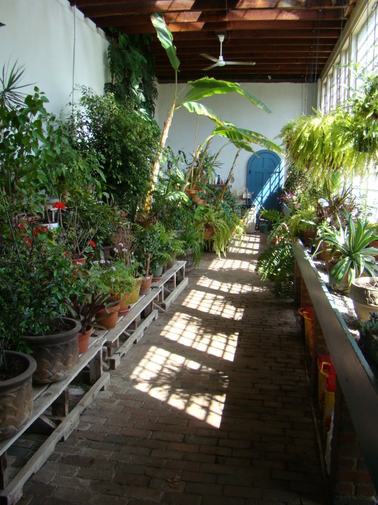 Tropical plants were stored in the greenhouse during the winter months.