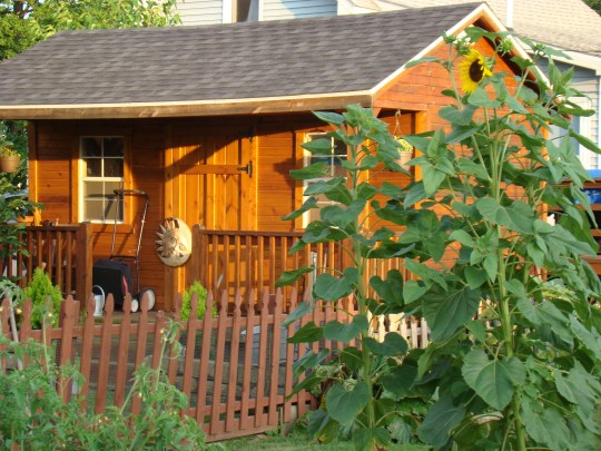 Sunflowers were beginning to bloom.