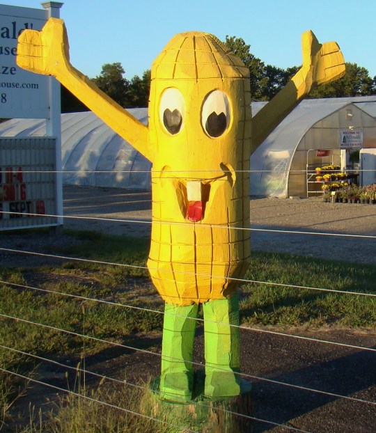 This giant ear of corn welcomes you to McDonald's Corn Maze.