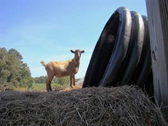 This goat stands on top of a large bale of round ray and peers into the plastic pipe used as a slide. Should he or shouldn't he?