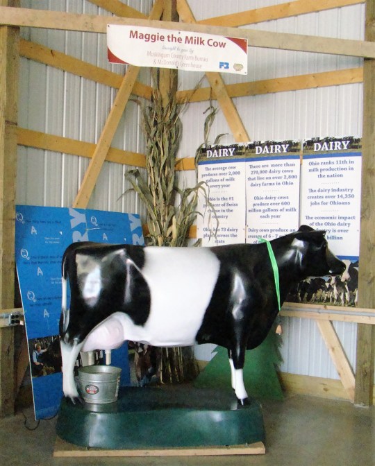 Maggie the Milk Cow even goes to the county fair for demonstrations on how to milk a cow.