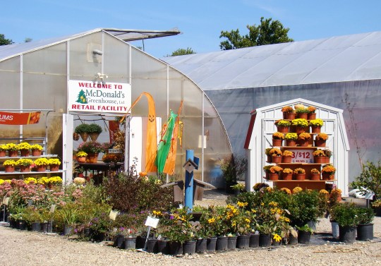 McDonald's Greenhouse also has a large assortment of mums to brighten your fall.