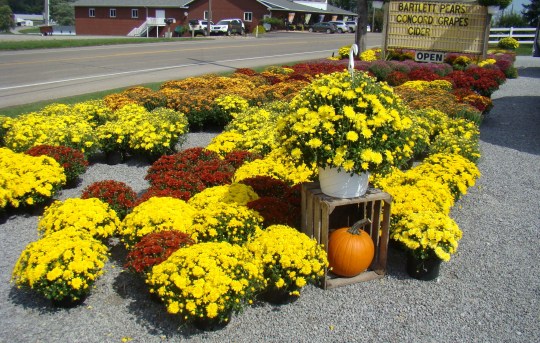 Mums offer sunny cheer from the side of the road.