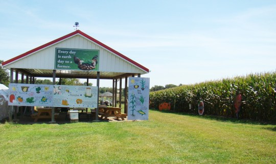A play area along side the corn maze offers many possibilities to explore.