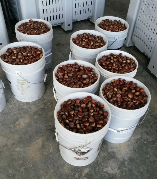 Imagine picking a bucket of about 1,000 chestnuts - one by one from the ground.