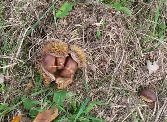 Chestnuts fall to the ground in a prickly hull, which is soft inside.