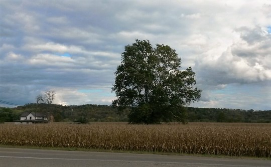 Dry field of cornstalks stand holding their prized ears of corn.