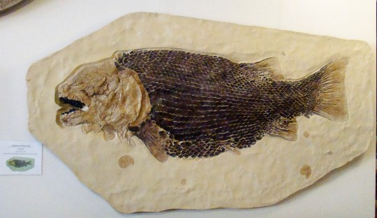 SMART Fish Fossil