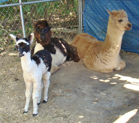 alpaca-baby-don-diego