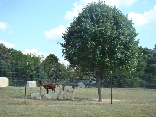 alpaca-herd-in-shade