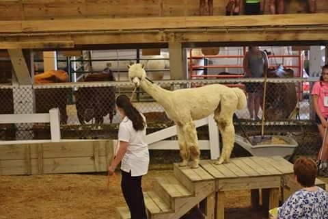 alpaca-obstacle-course