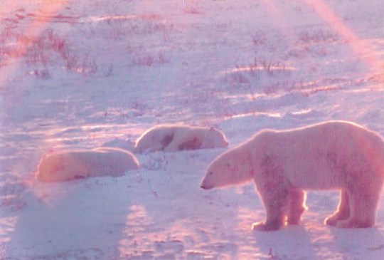 bobbie-three-polar-bears-001-2