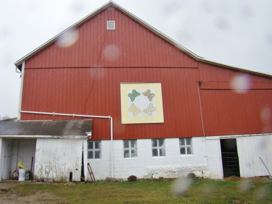 Butterfly with Raindrops
