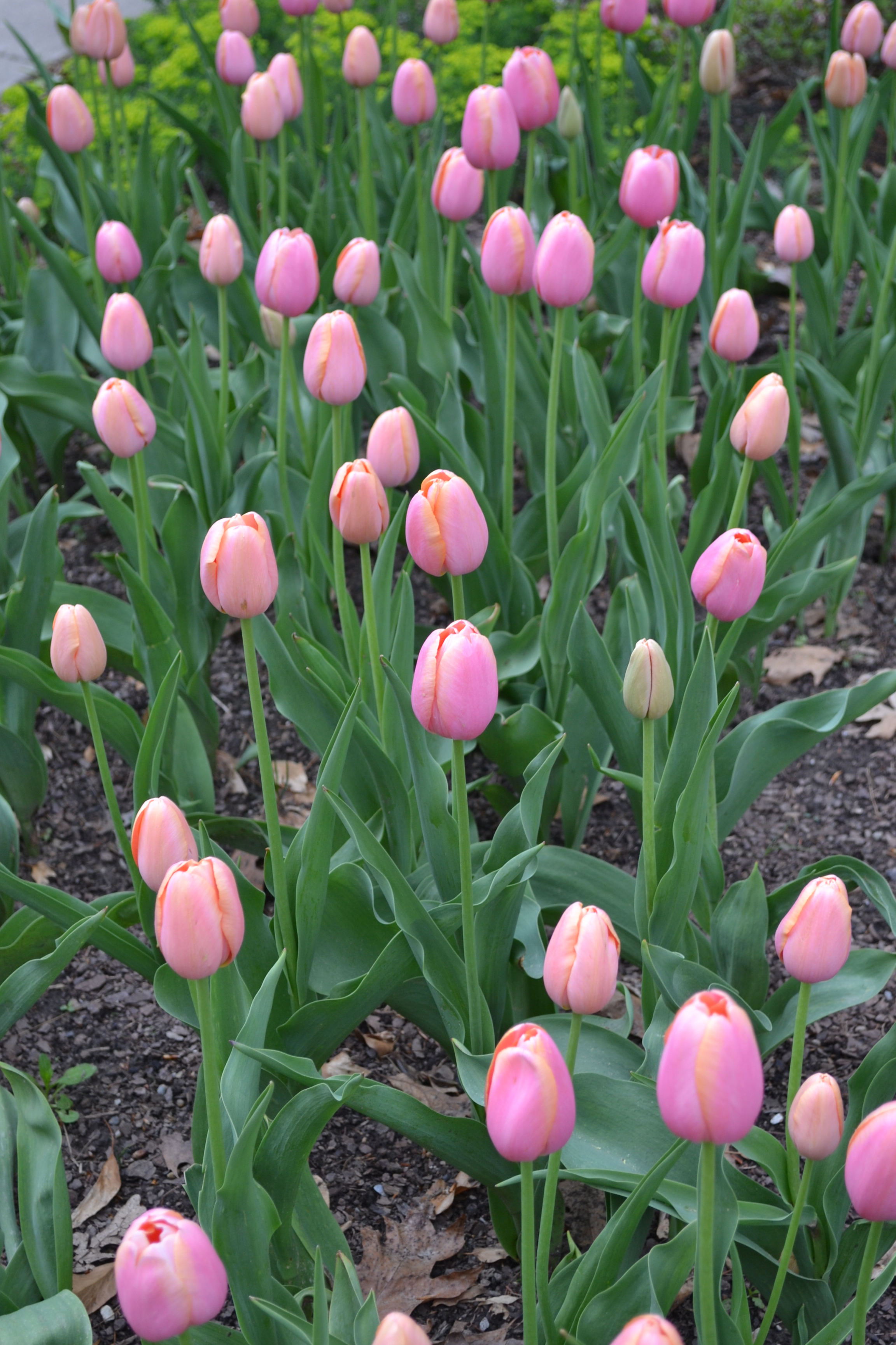 Pink Tulips