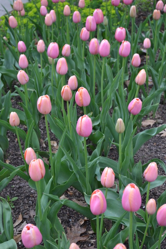 Pink Tulips