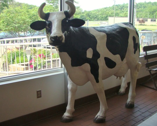 Velvet Cow